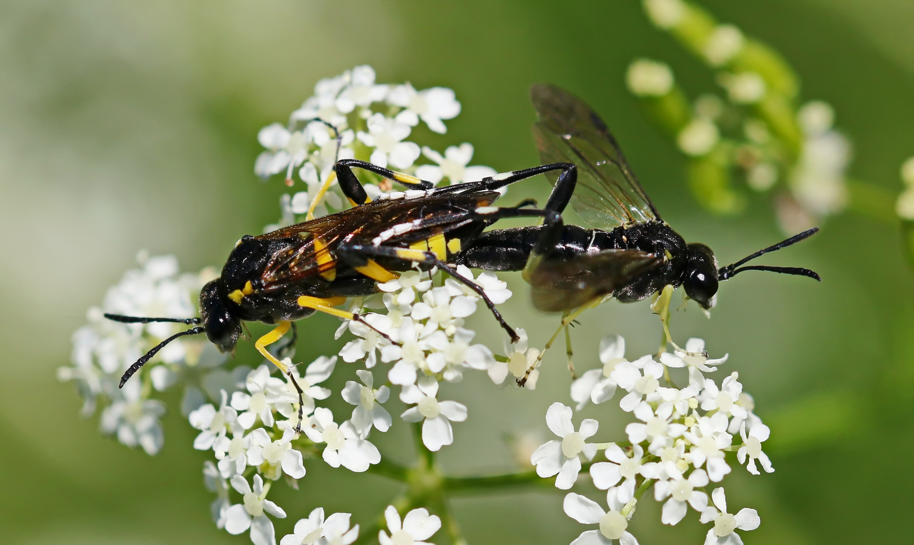 Bergblattwespe (Macrophya montana)