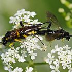 Bergblattwespe (Macrophya montana)