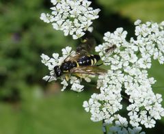 Bergblattwespe (Macrophya montana)