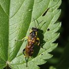 Bergblattwespe (Macrophya montana)