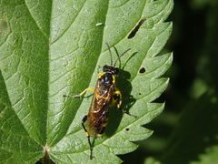 Bergblattwespe (Macrophya montana)