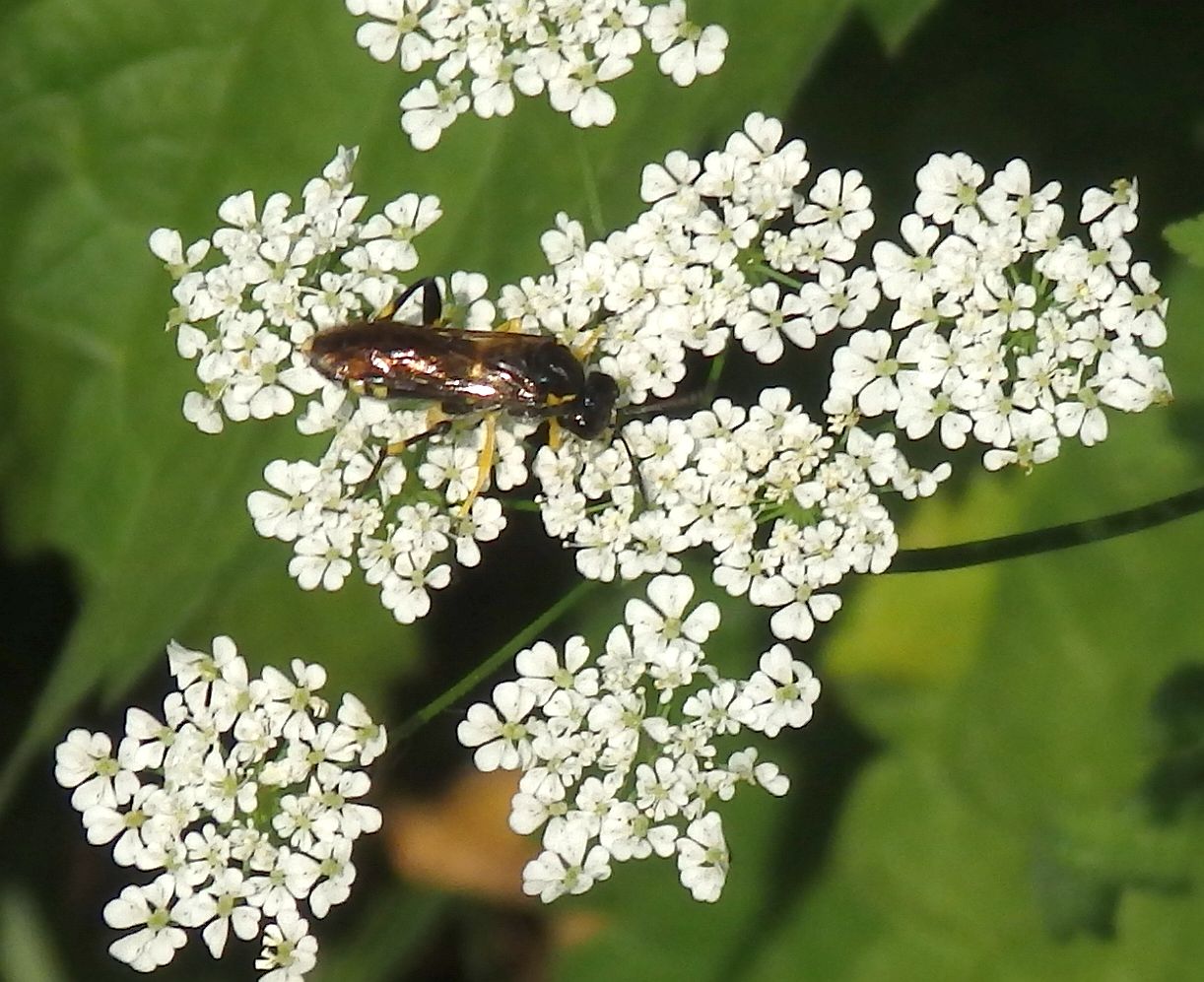 Bergblattwespe (Macrophya montana)