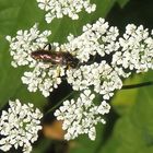 Bergblattwespe (Macrophya montana)