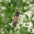 Bergblattwespe (Macrophya montana)