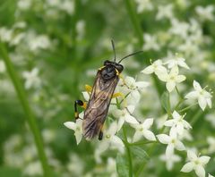 Bergblattwespe (Macrophya montana)