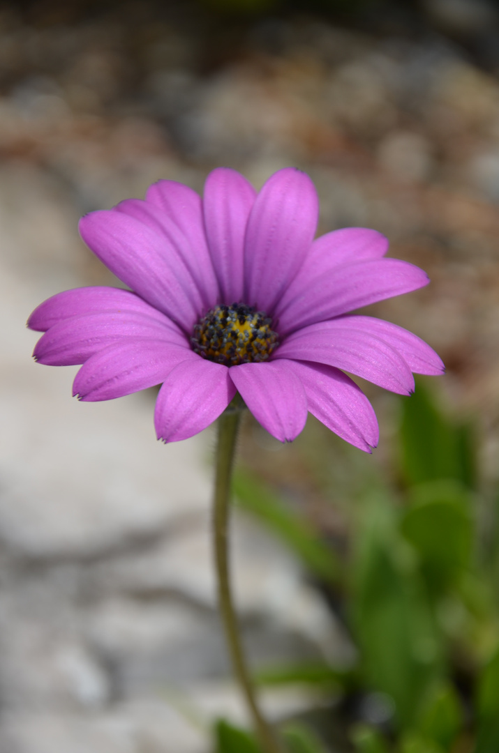 Bergblümchen