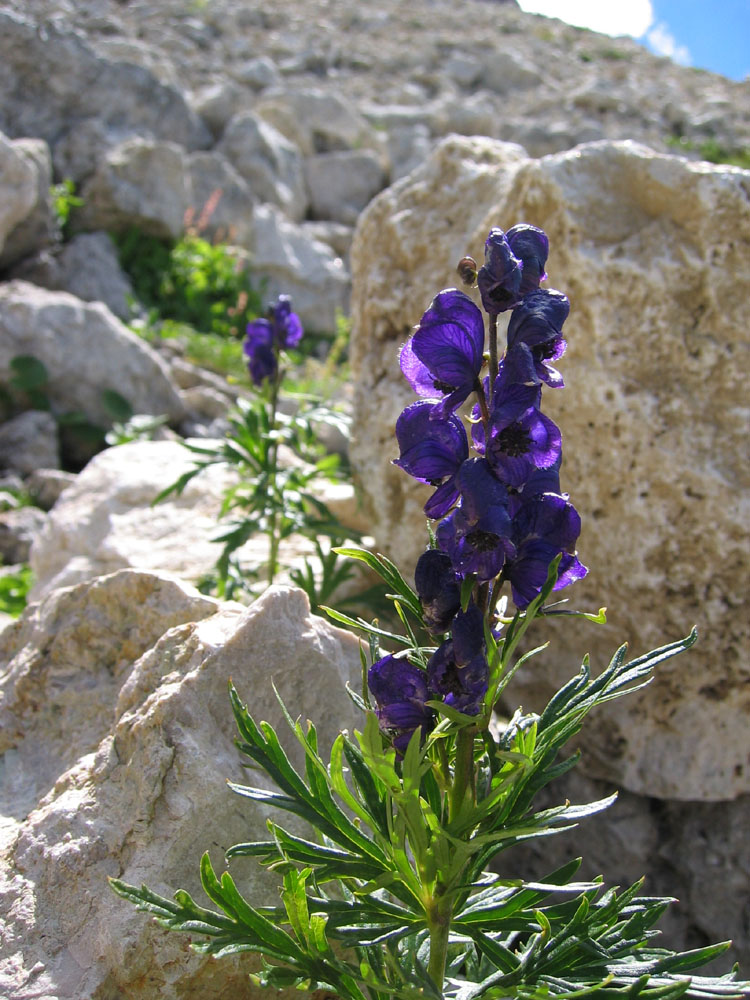 Bergblümchen