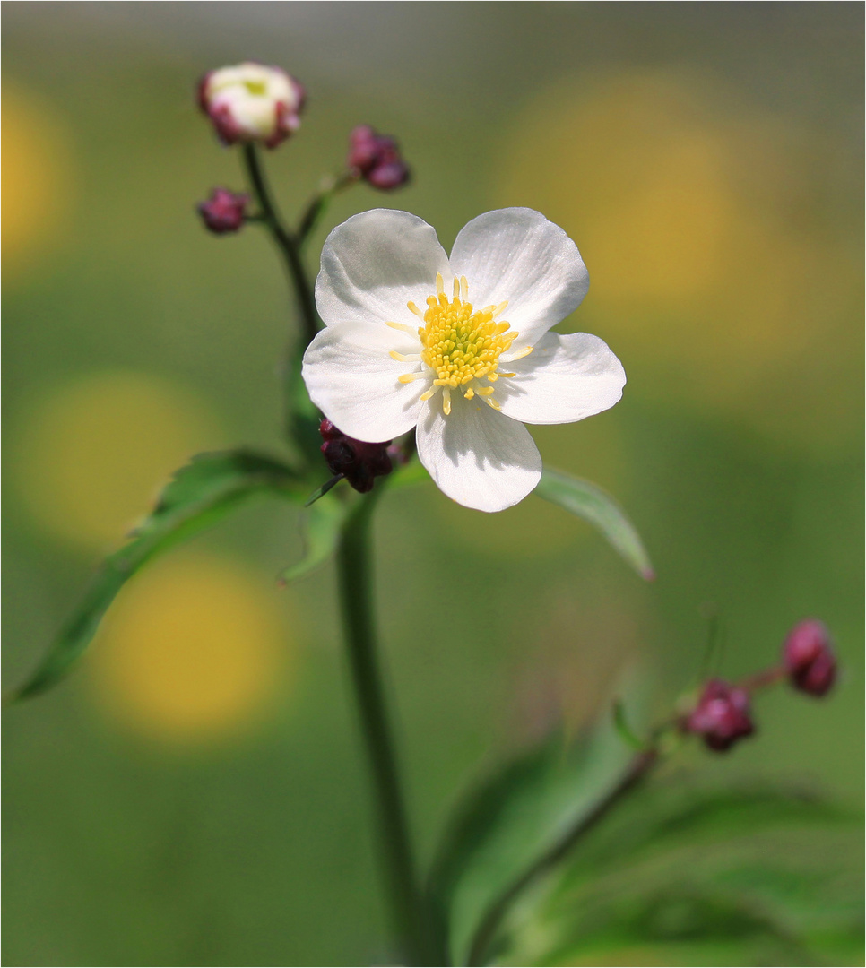 Bergblümchen