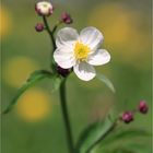 Bergblümchen