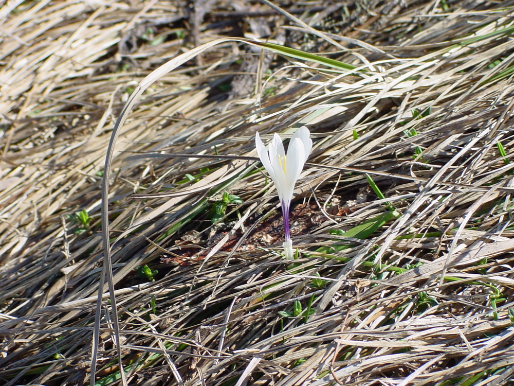 Bergblümchen