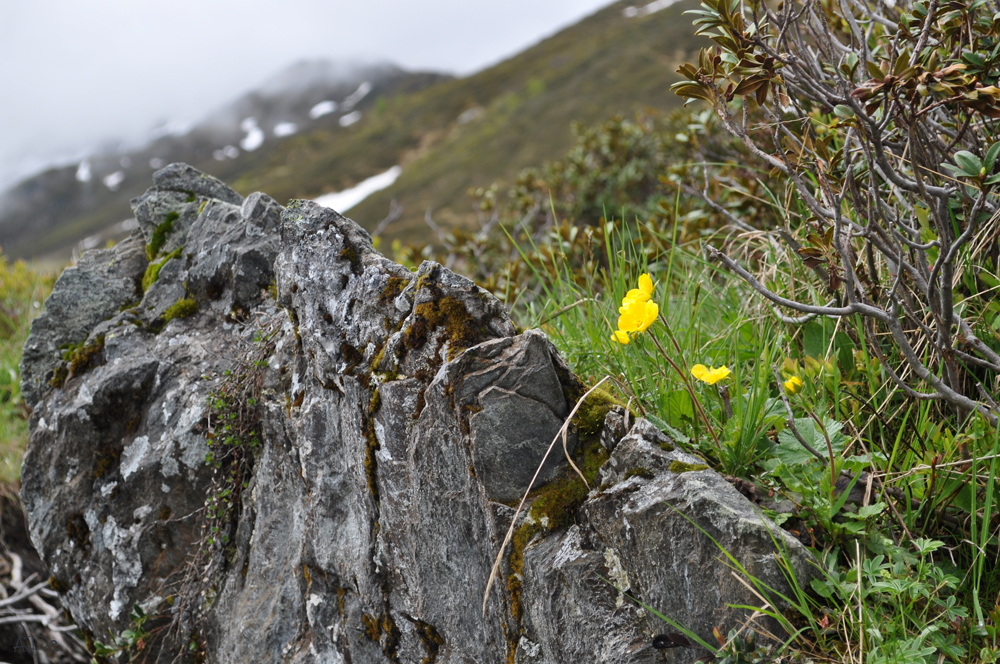 Bergblümchen am Wegesrand