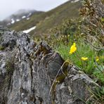 Bergblümchen am Wegesrand