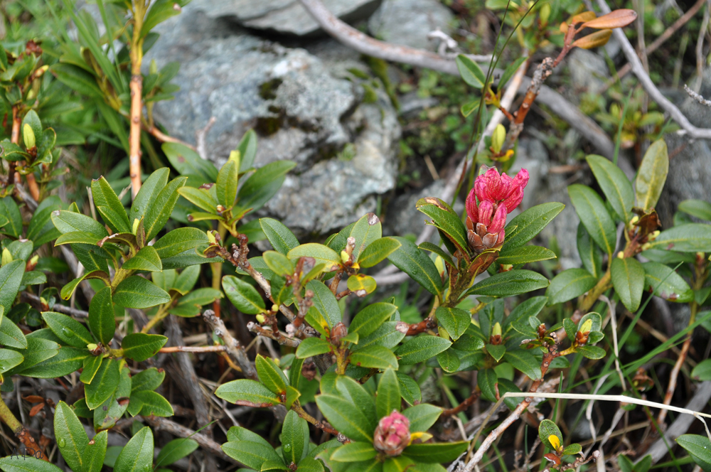 Bergblümchen am Wegesrand (2)