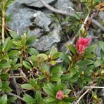 Bergblümchen am Wegesrand (2)