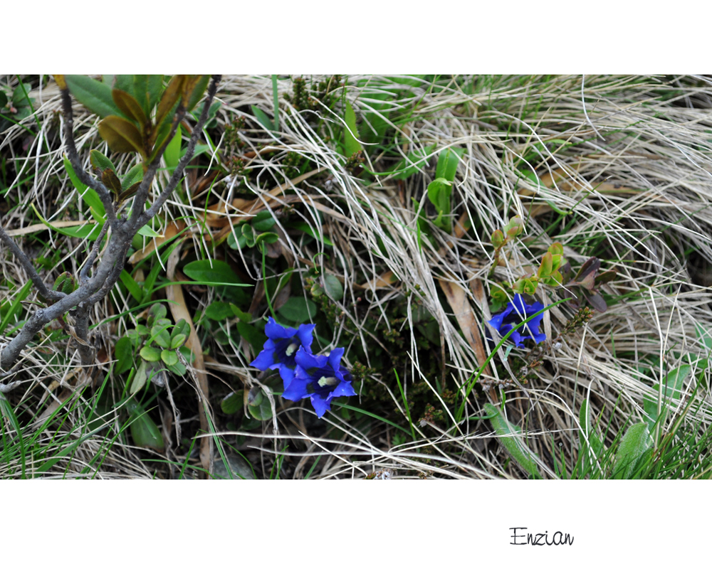 Bergblümchen am Wegesrand (3)