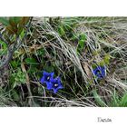 Bergblümchen am Wegesrand (3)