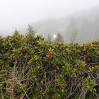 Bergblümchen am Wegesrand (4)