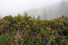 Bergblümchen am Wegesrand (4)