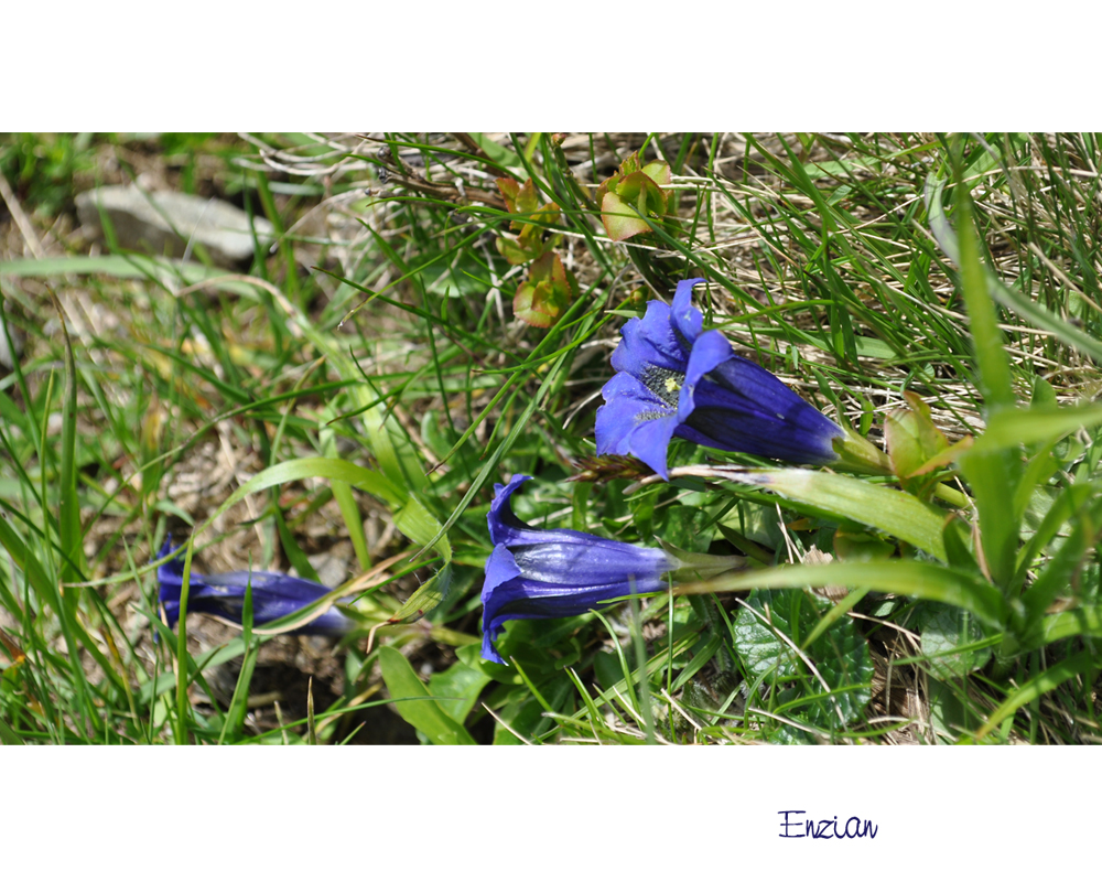 Bergblümchen am Wegesrand (5)