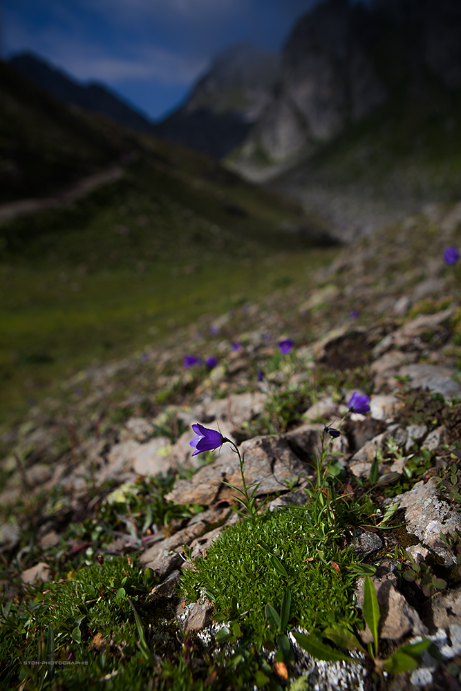 °Bergblümchen°