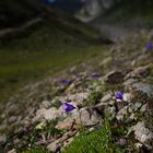 °Bergblümchen°