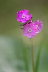 Bergblümchen ...