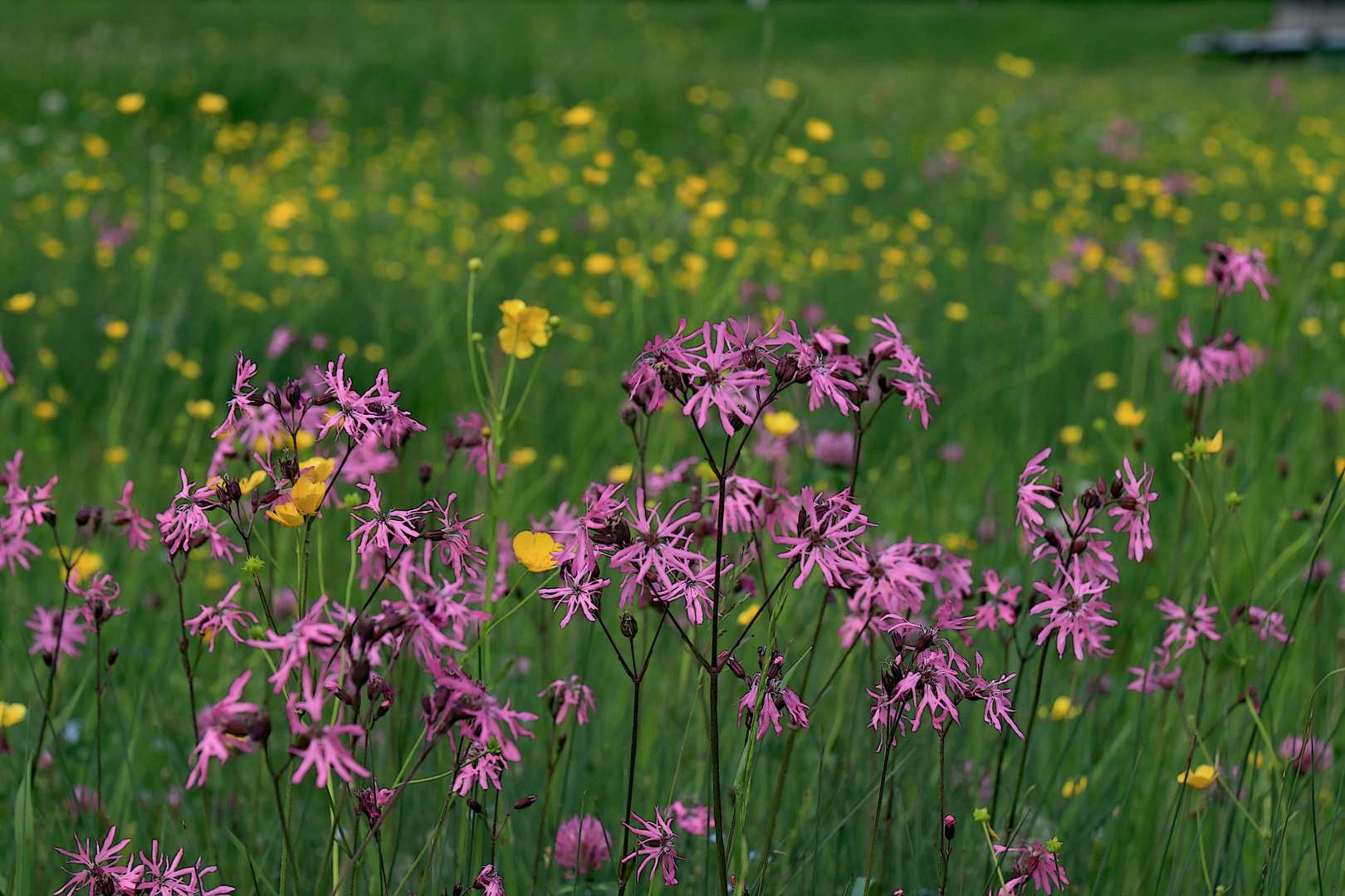 Bergblümchen