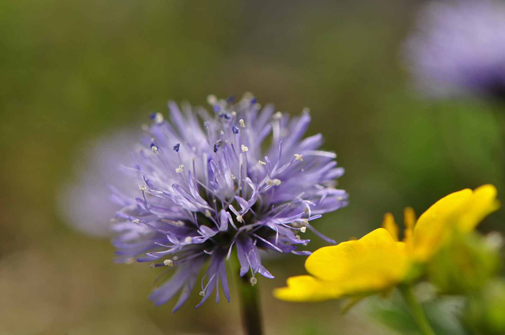 Bergblümchen ...