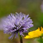 Bergblümchen ...