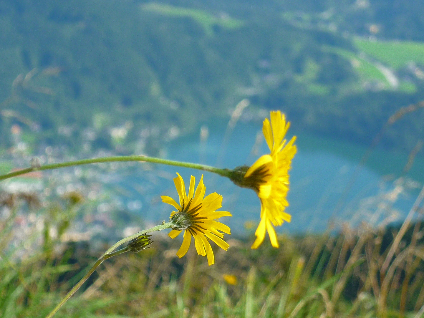 Bergblümchen...im Hintergrund der Wolfgangsee...