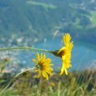 Bergblümchen...im Hintergrund der Wolfgangsee...