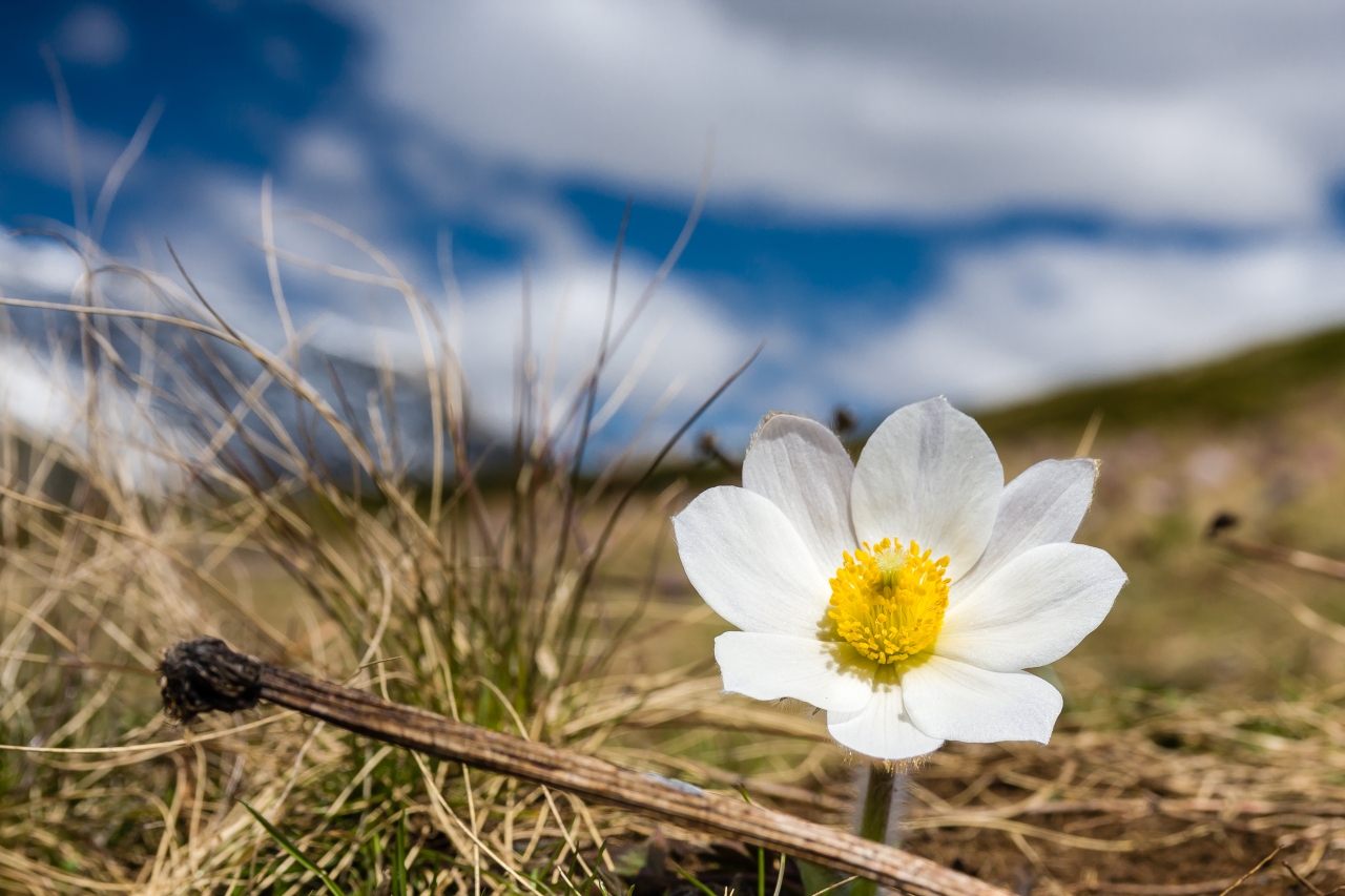 Bergblüte