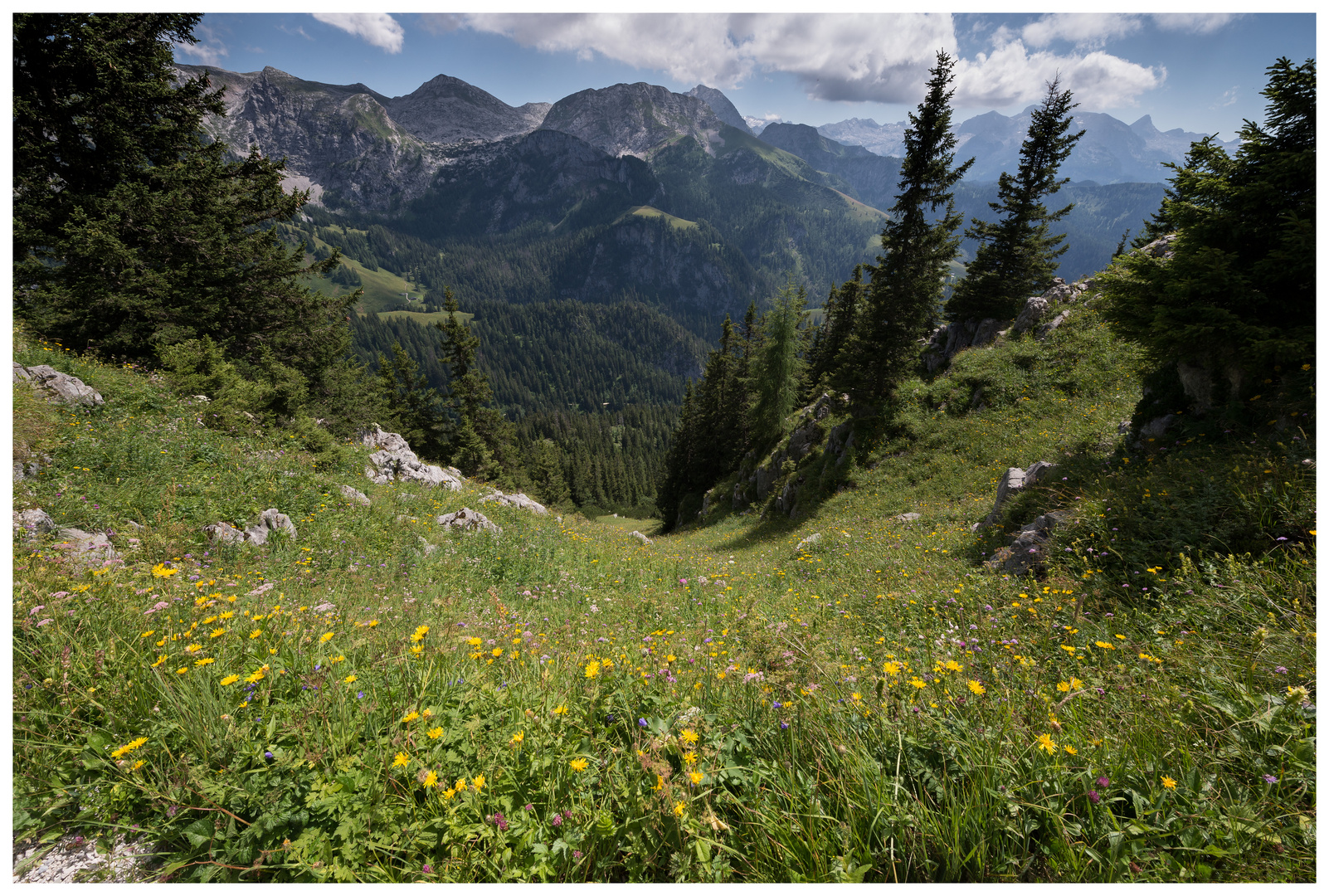 Bergblüte