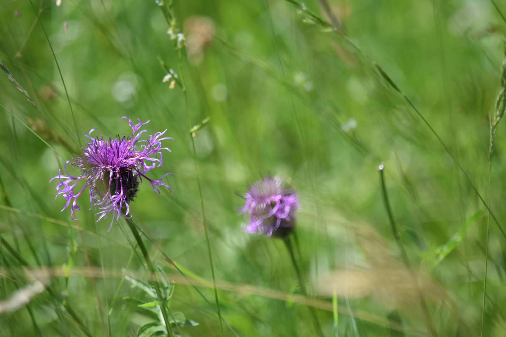 Bergblüte