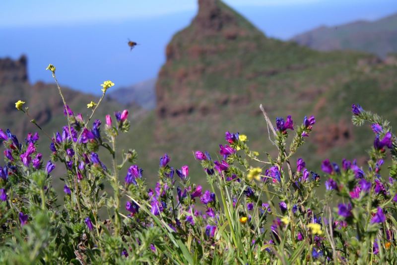 Bergblüten