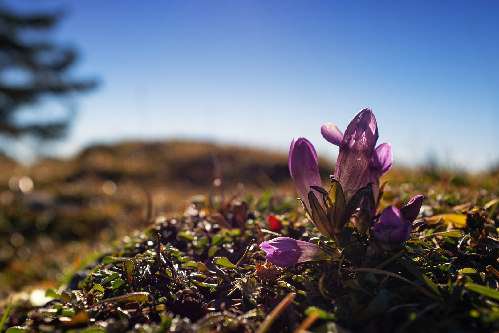 Bergblume