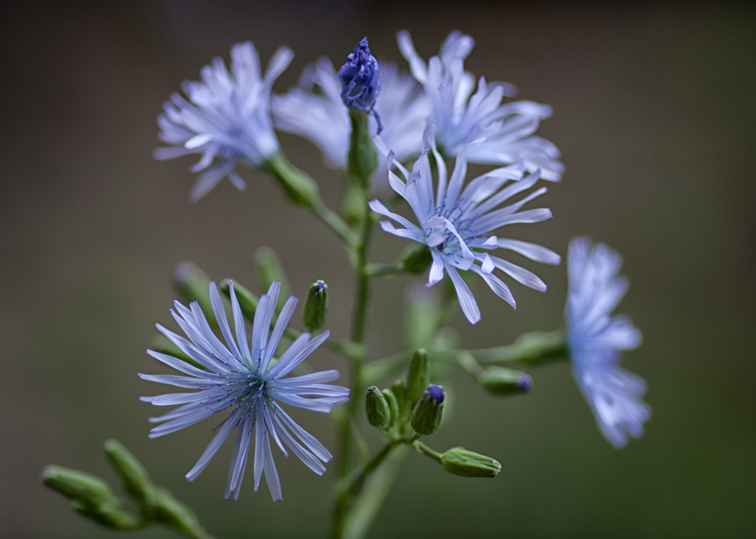 Bergblume