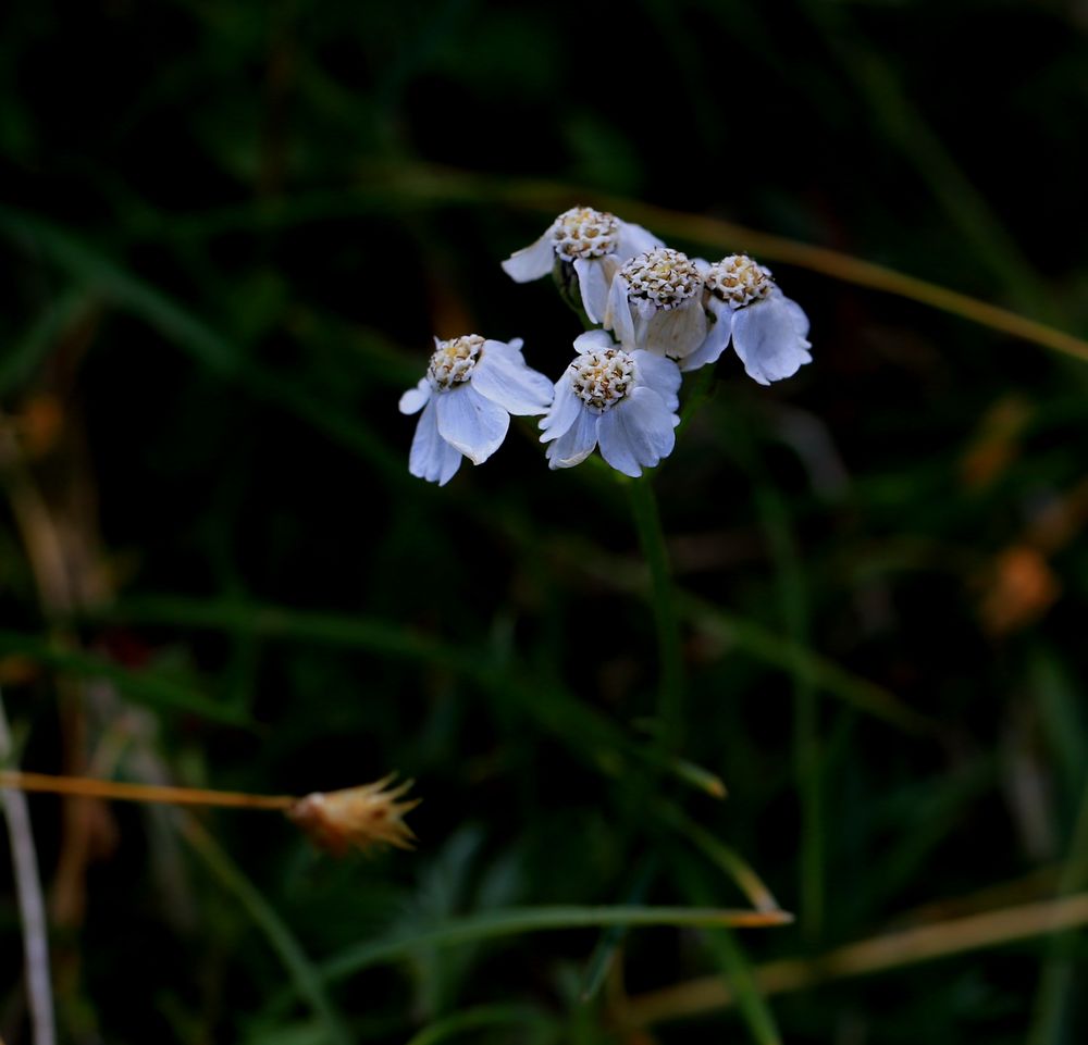 Bergblume