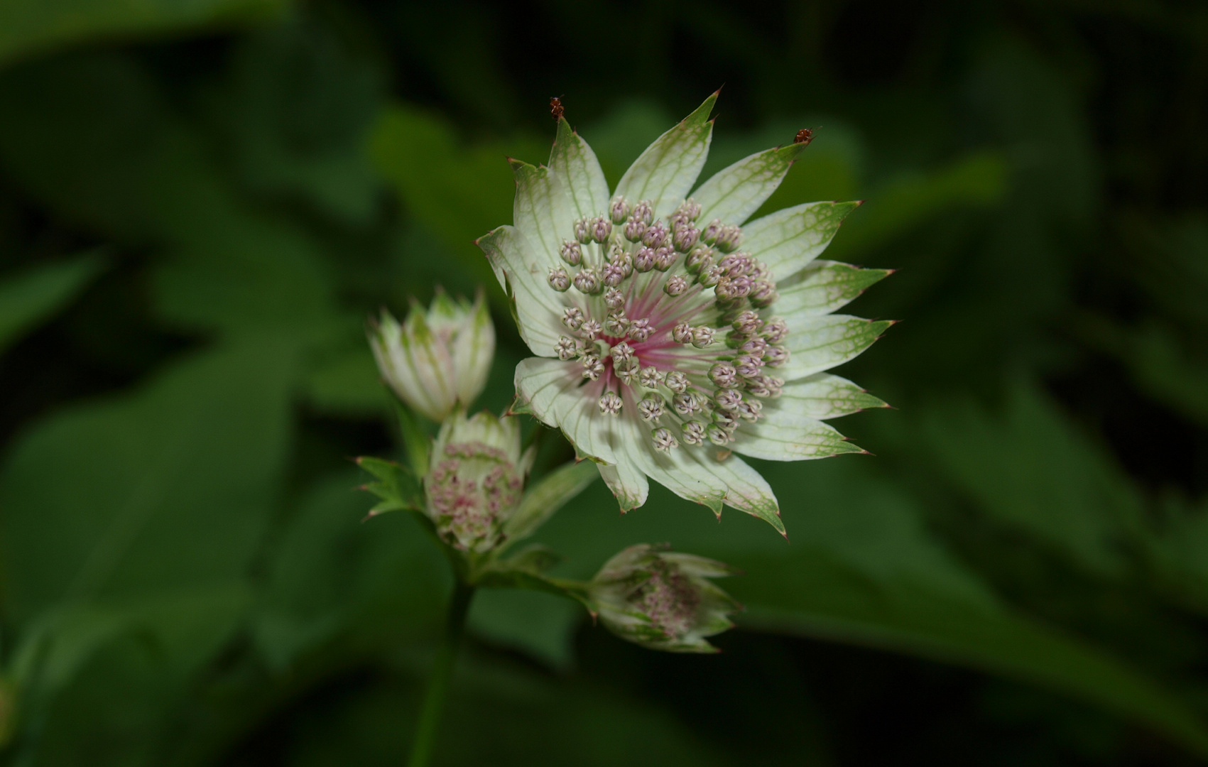 Bergblume