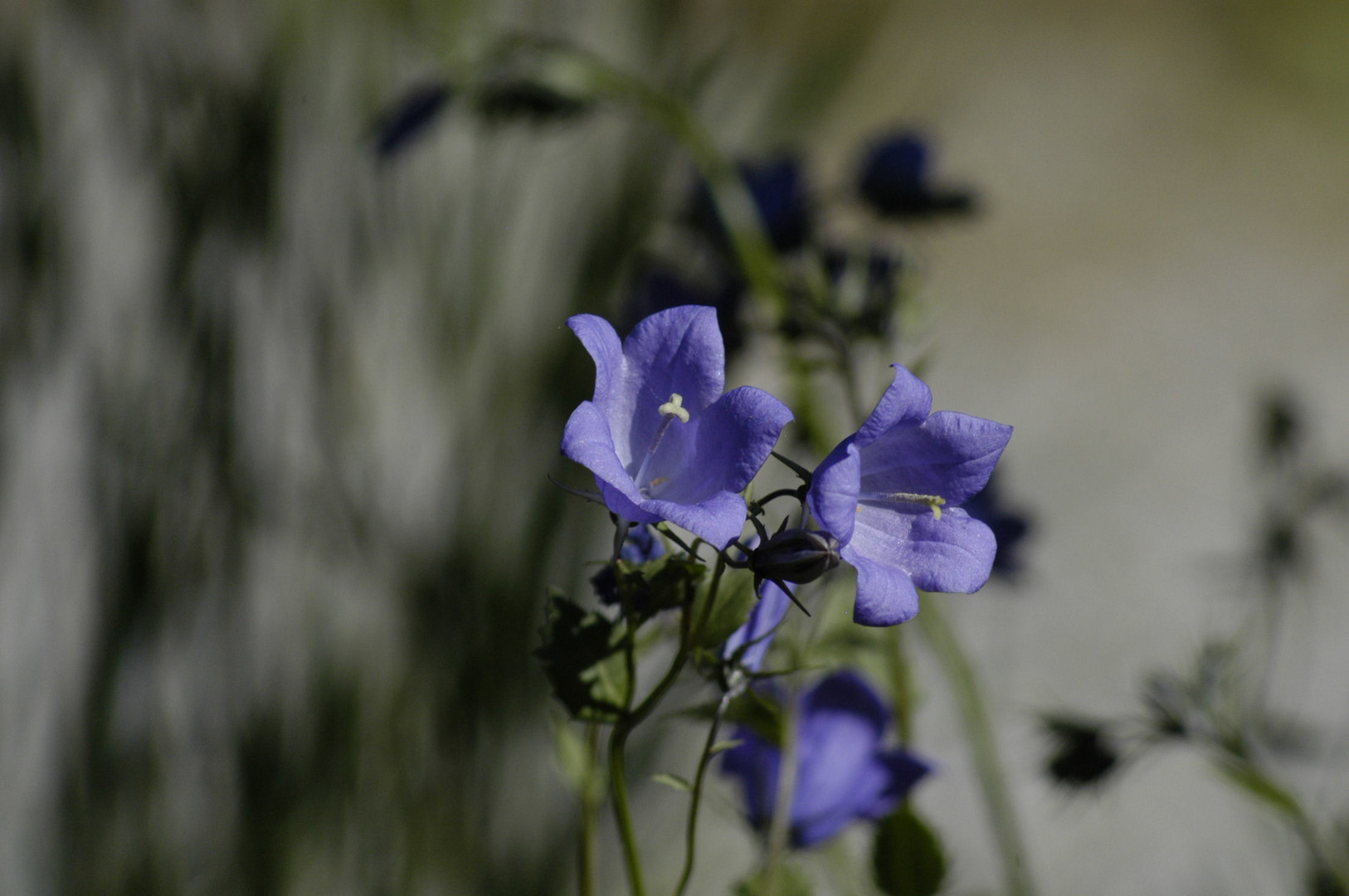 Bergblume