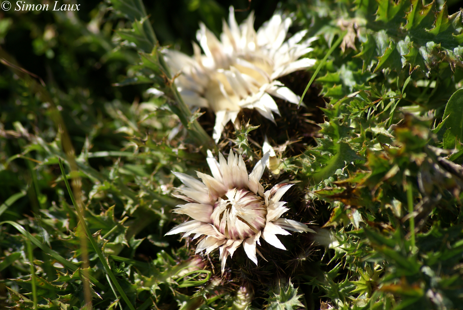 Bergblume