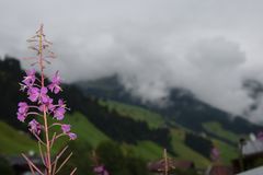 Bergblume