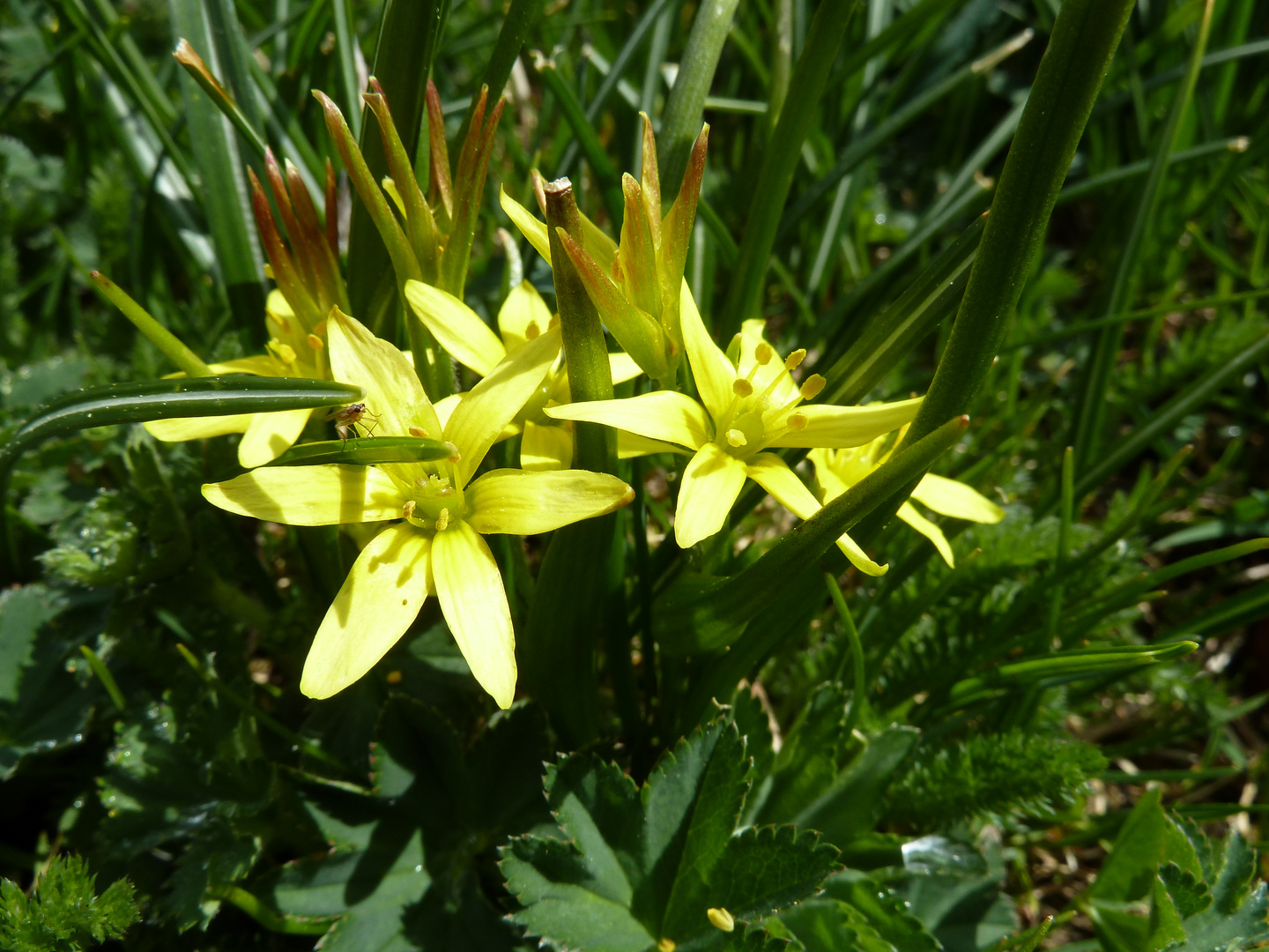 Bergblume