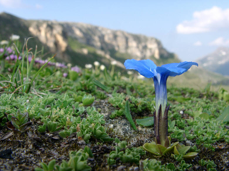 Bergblume