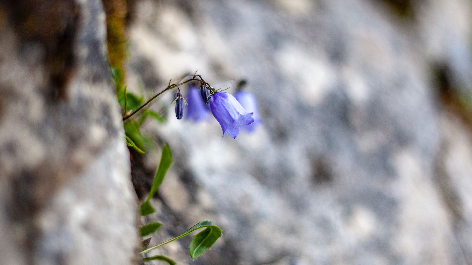 Bergblume