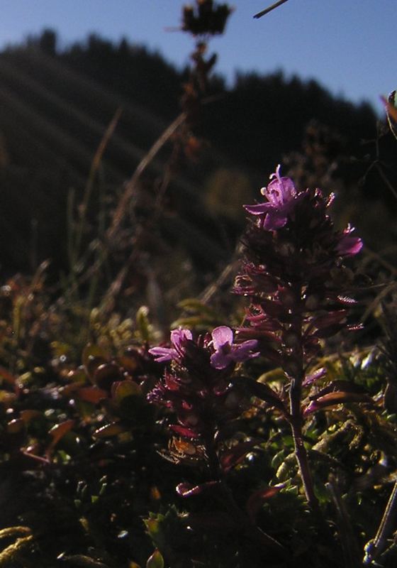 Bergblume