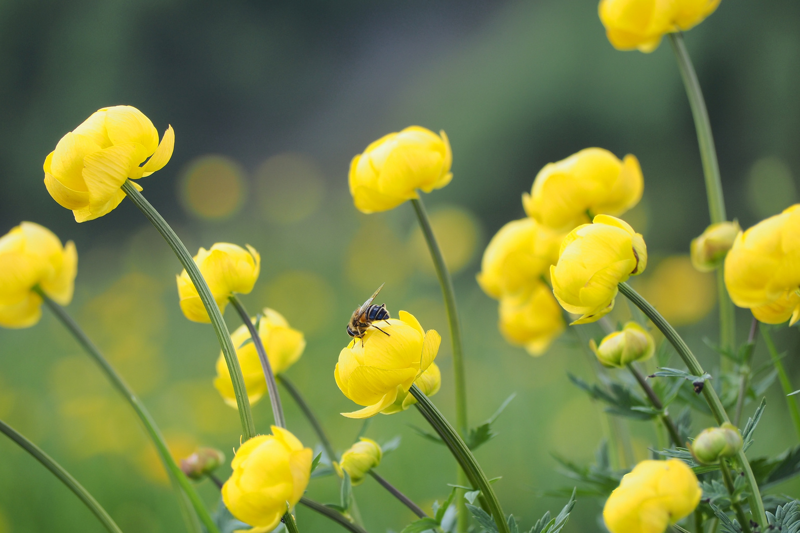 Bergblume mit Biene