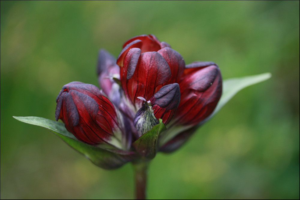 Bergblume. Wie heisst es bitte?