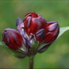 Bergblume. Wie heisst es bitte?