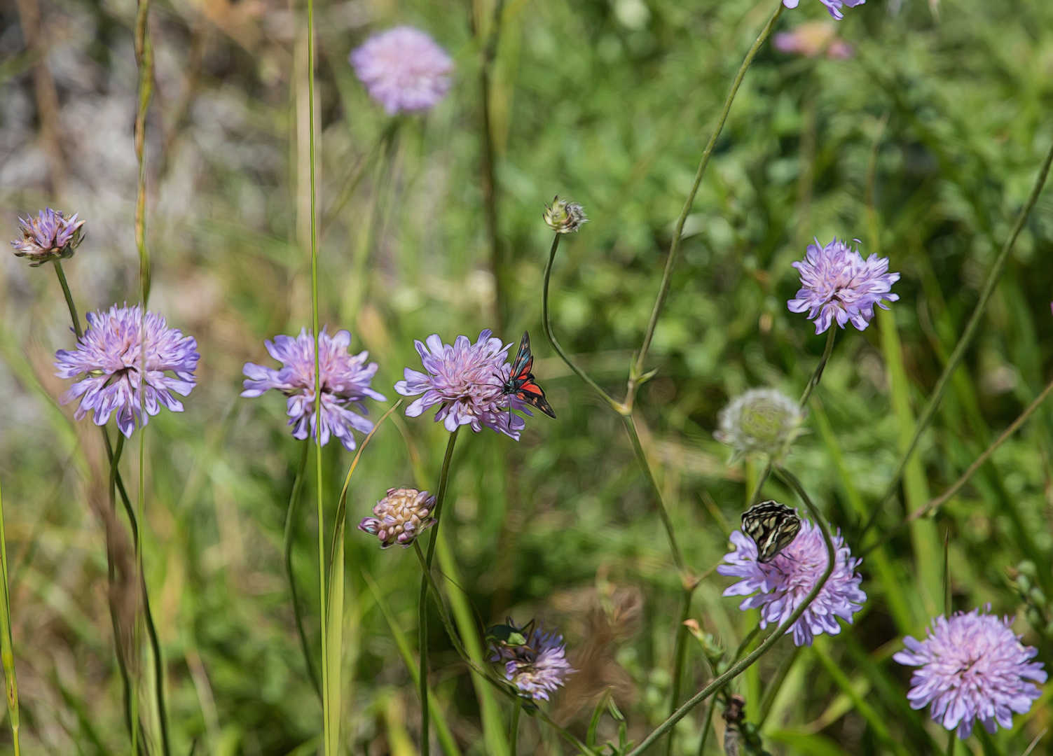 Bergblumen